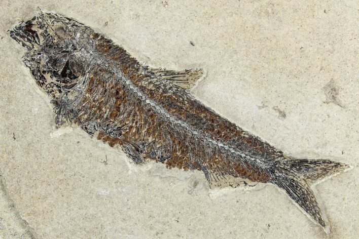Detailed Fossil Fish (Knightia) - Wyoming #356816